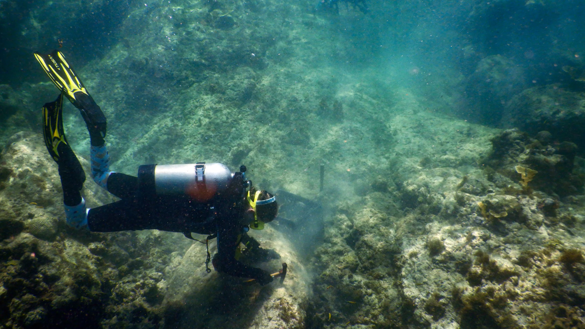 /assets/conservation-coral-cleaning.jpg