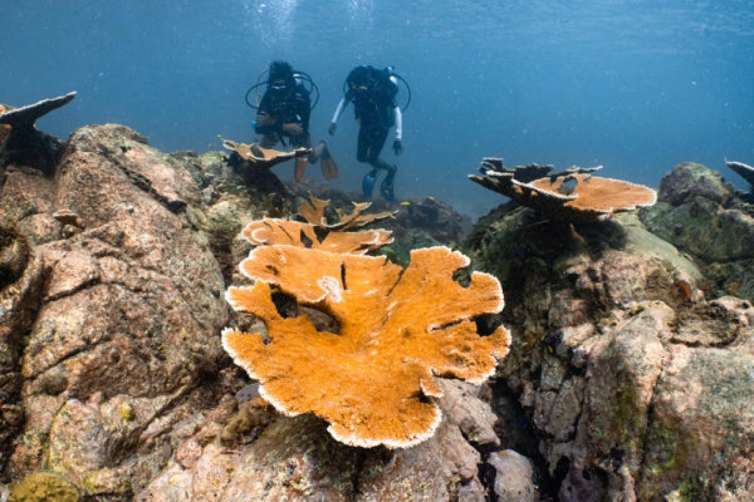 /assets/journal/coral-restoration-foundation/coral-restoration-foundation.jpg