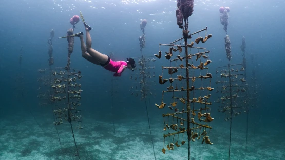 /assets/journal/featured-image/mustique-coral-restoration.jpeg